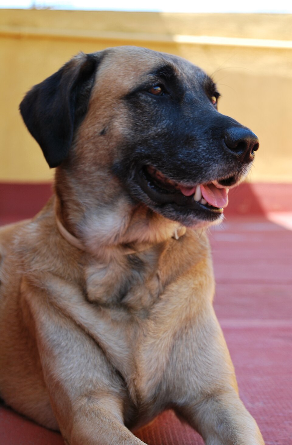 Rhodesian Ridgeback — photo de la race de chien originaire de Rhodésie (1)