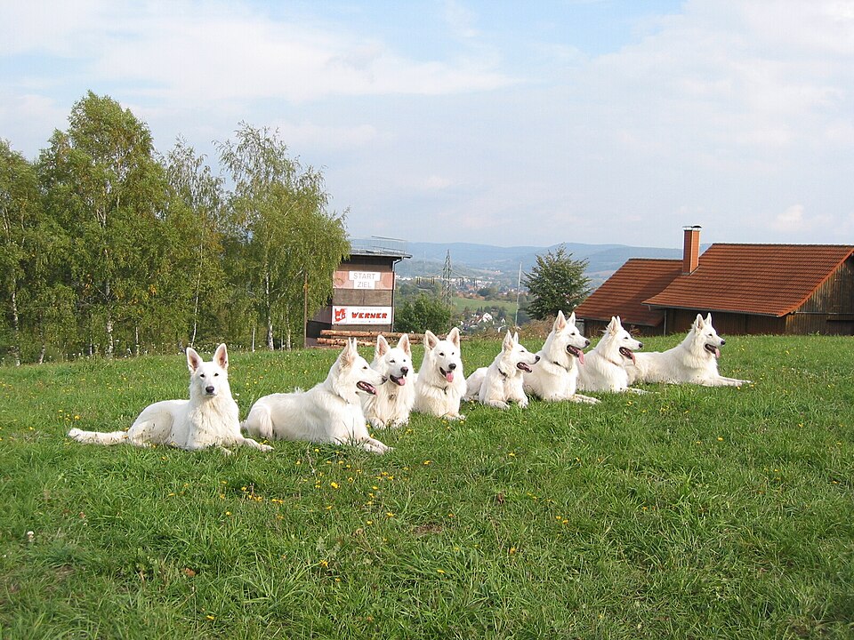 Berger blanc suisse — photo de la race de chien originaire de Suisse (5)