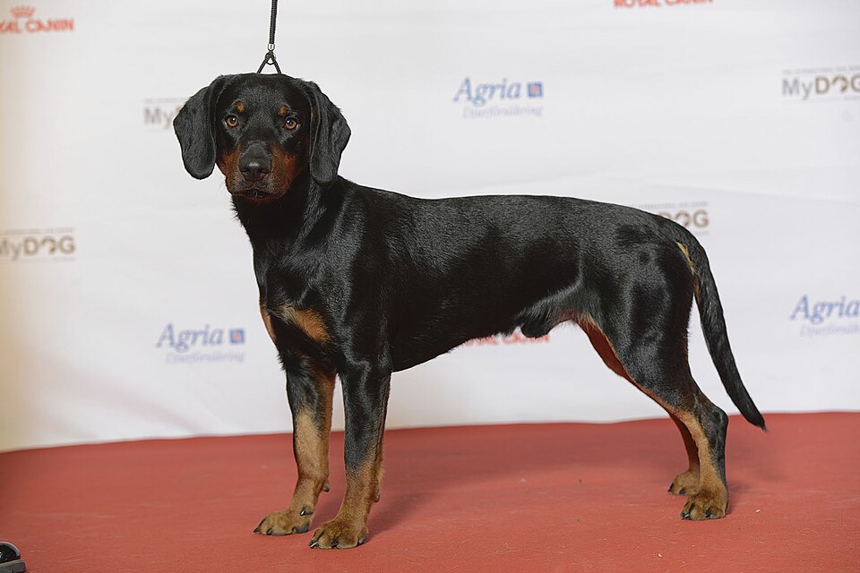 Chien courant slovaque — photo de la race de chien originaire de Slovaquie (1)
