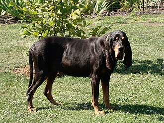 Black and tan coonhound