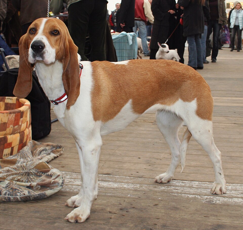 Chien courant suisse — photo de la race de chien originaire de Suisse (4)