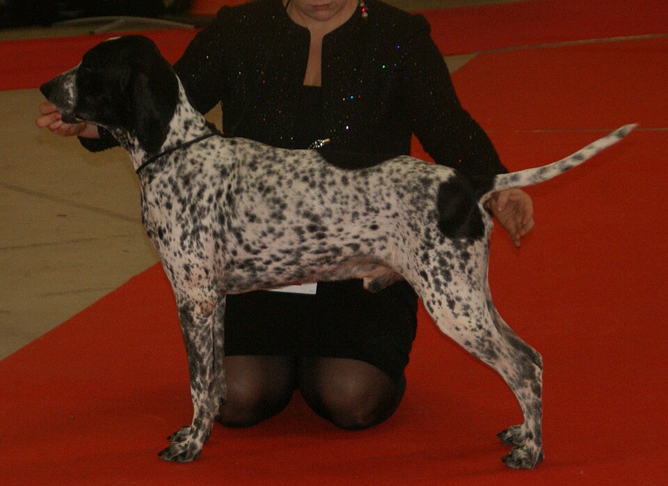Braque d’Auvergne — photo de la race de chien originaire de France (6)