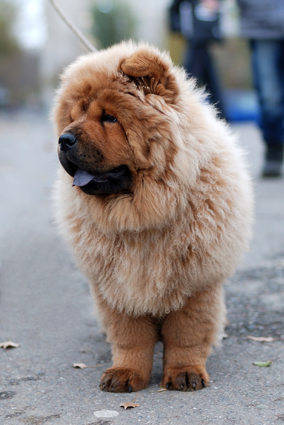 Chow-chow — photo de la race de chien originaire de République populaire de Chine (2)