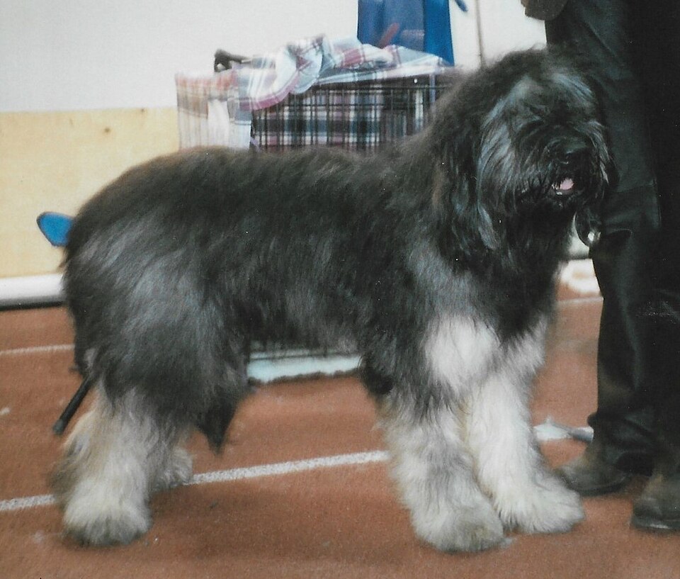 Berger portugais — photo de la race de chien originaire de Portugal (6)