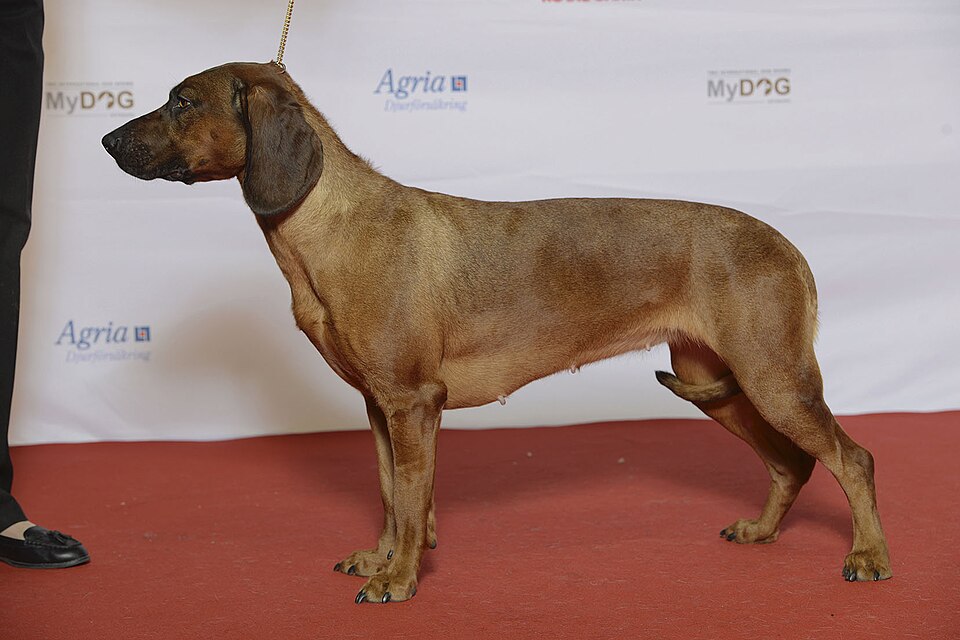 Chien rouge de Hanovre — photo de la race de chien originaire de Allemagne (4)