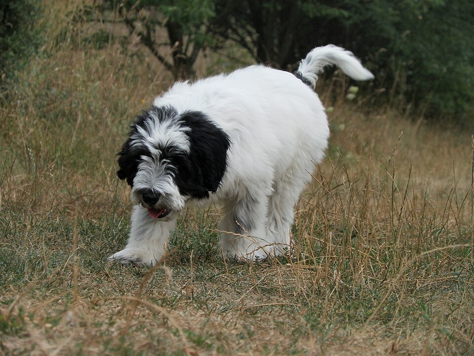 Berger polonais de plaine — photo de la race de chien originaire de Pologne (6)