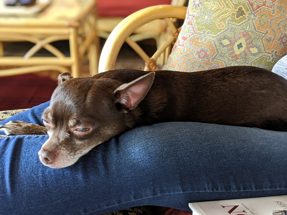 Chihuahua — photo de la race de chien originaire de Mexique (3)