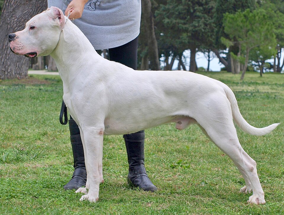 Dogue argentin — photo de la race de chien originaire de Argentine (2)