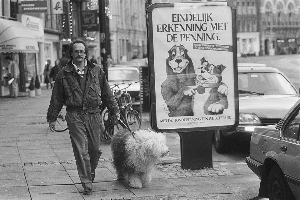 Bobtail — photo de la race de chien originaire de Angleterre (3)
