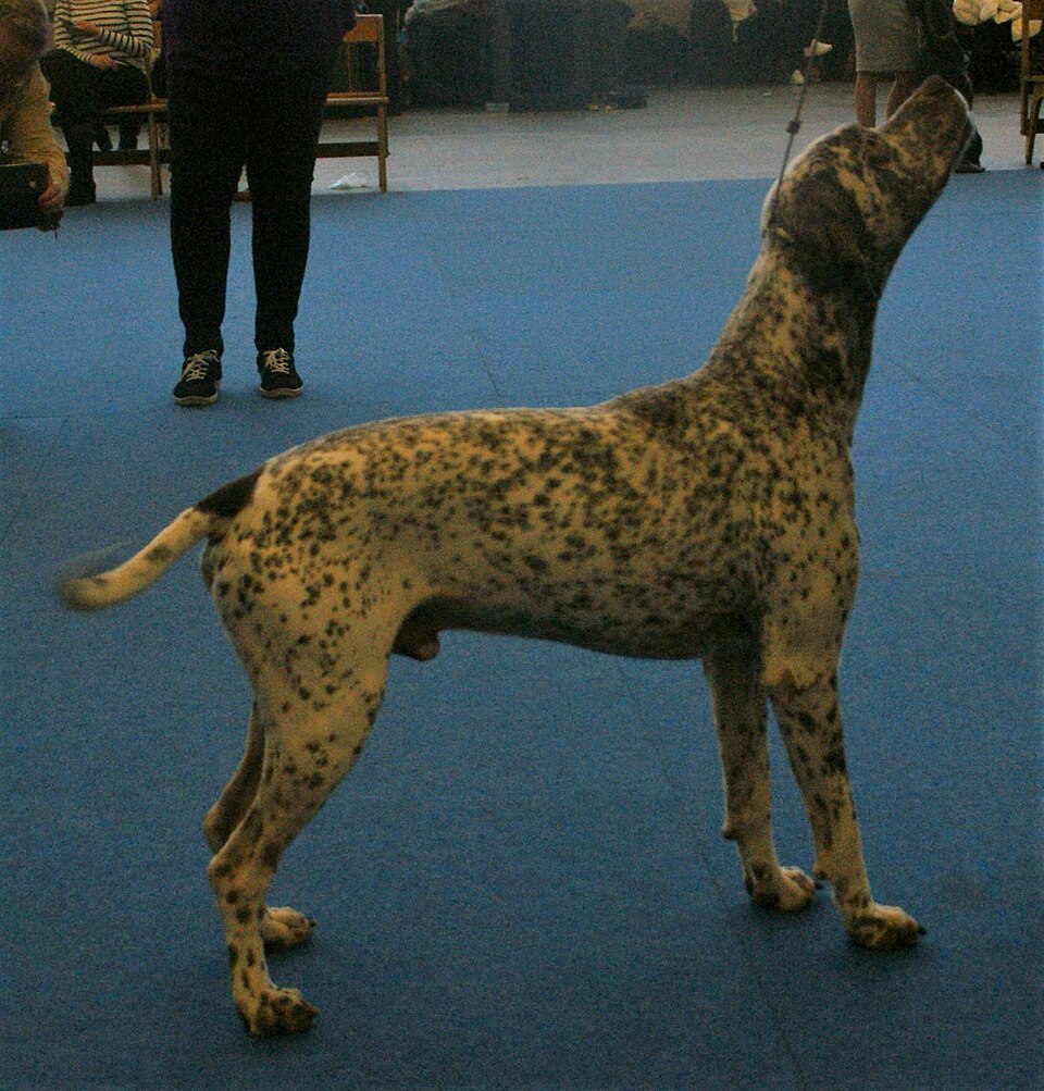 Braque du Bourbonnais — photo de la race de chien originaire de France (4)