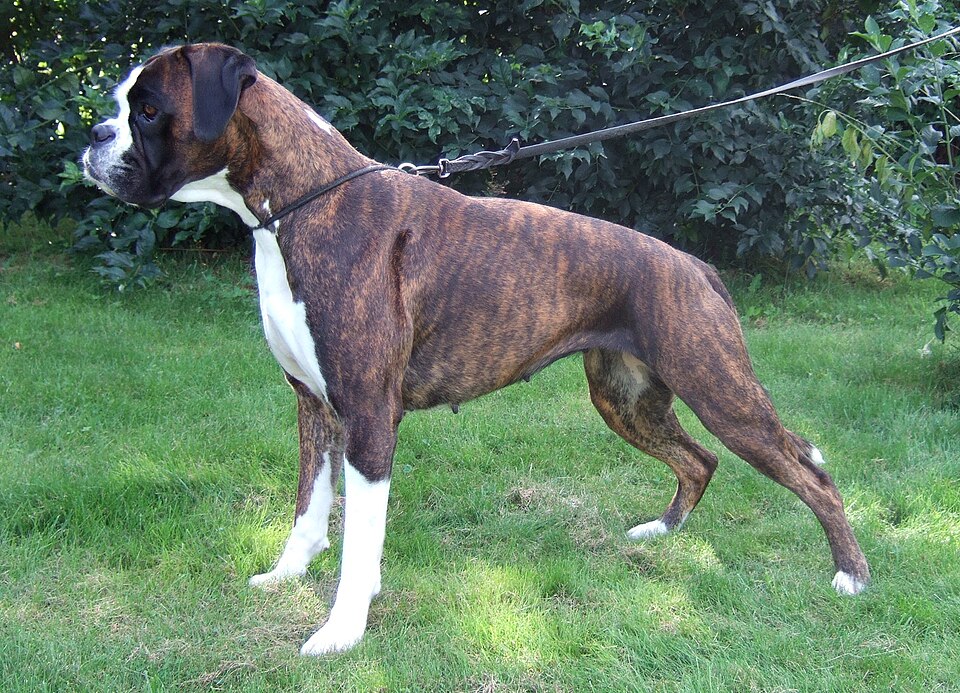 Boxer — photo de la race de chien originaire de Empire allemand (6)