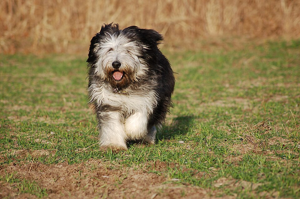 Berger polonais de plaine — photo de la race de chien originaire de Pologne (2)