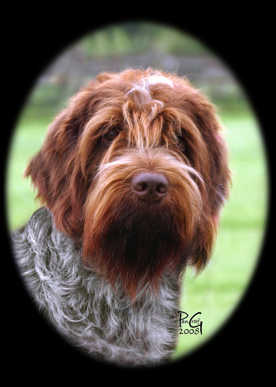 Griffon Korthals — photo de la race de chien originaire de France (4)