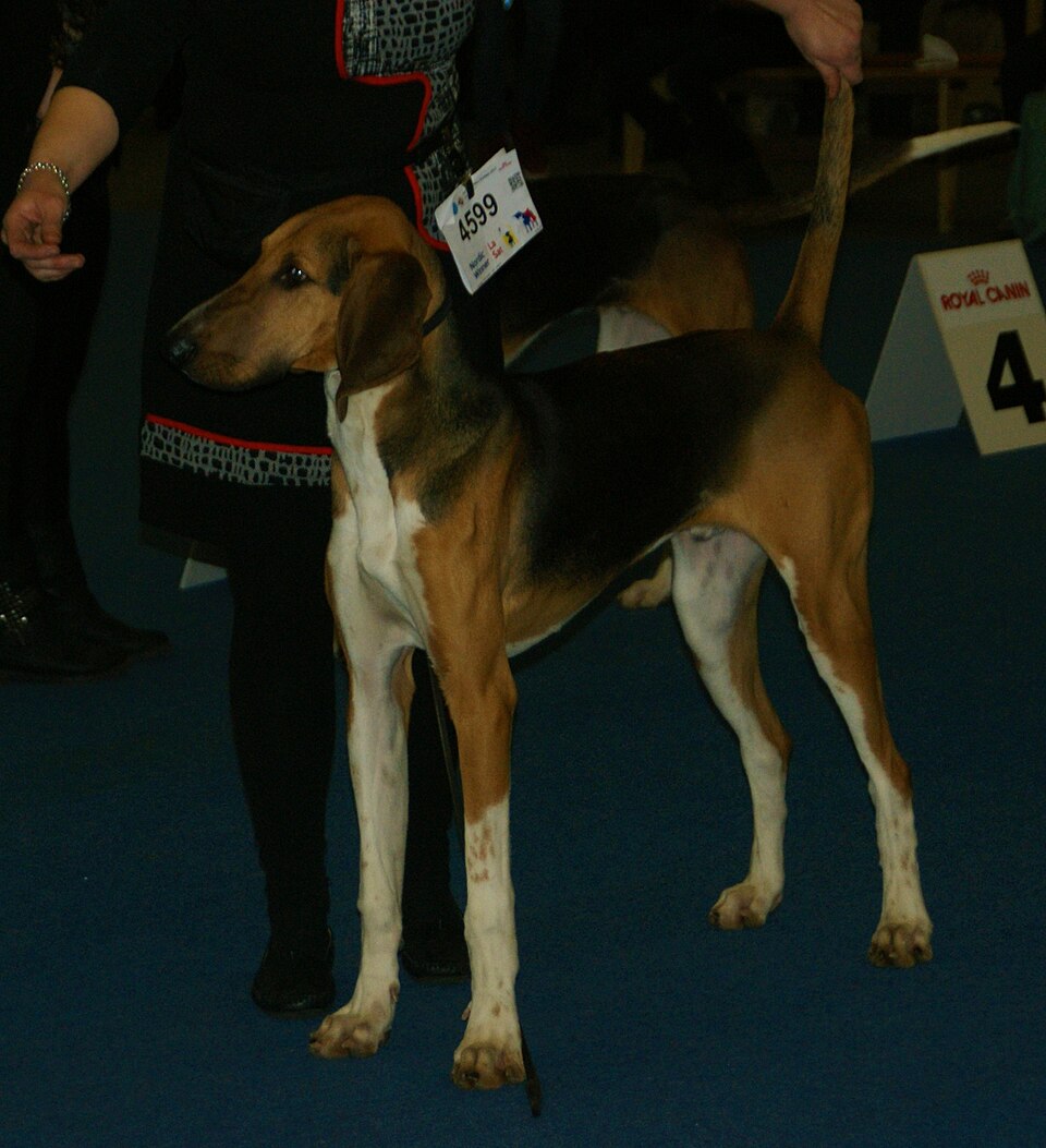 Poitevin — photo de la race de chien originaire de France (2)