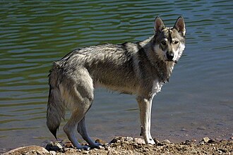 Tamaskan