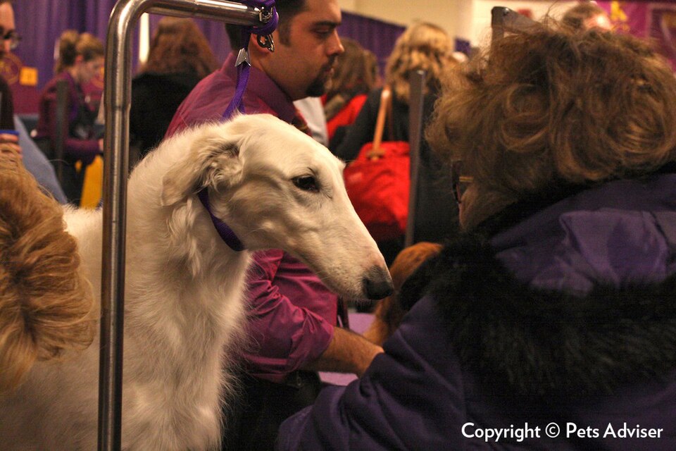 Barzoï — photo de la race de chien originaire de Russie (4)