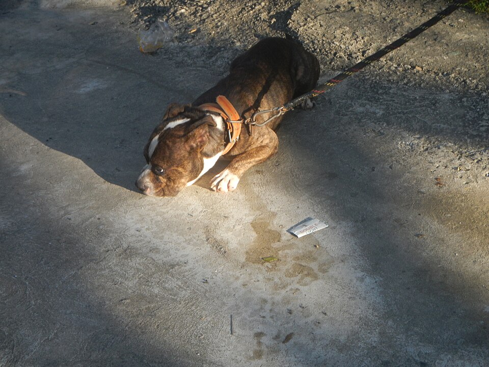 American Bully — photo de la race de chien originaire de États-Unis (6)