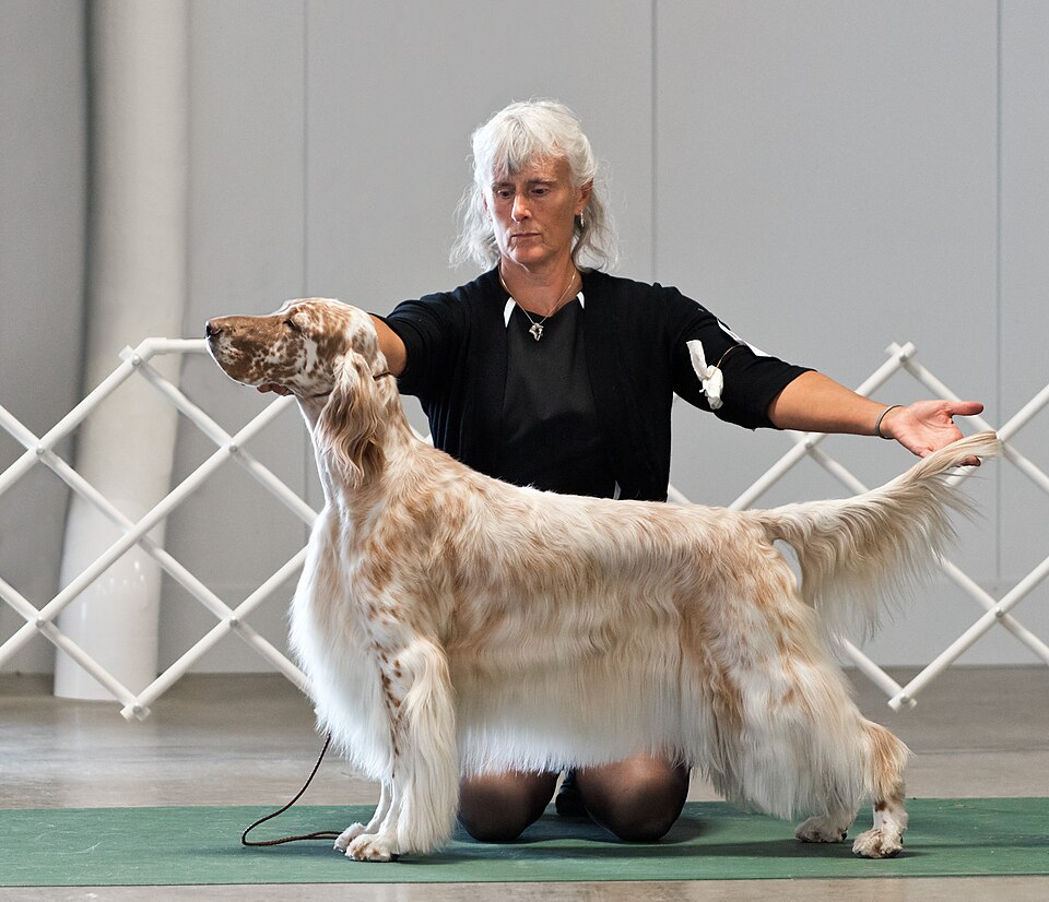 Setter anglais — photo de la race de chien originaire de Angleterre (6)