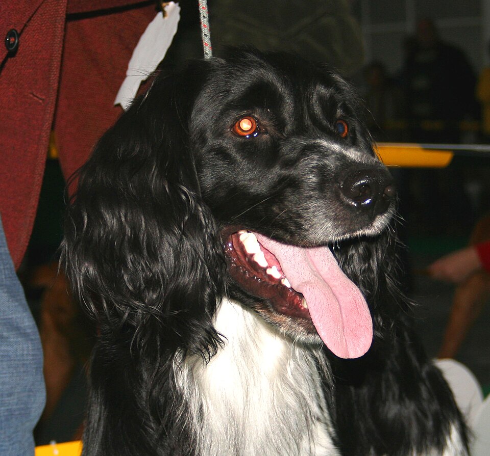 Grand épagneul de Münster — photo de la race de chien originaire de Allemagne (2)