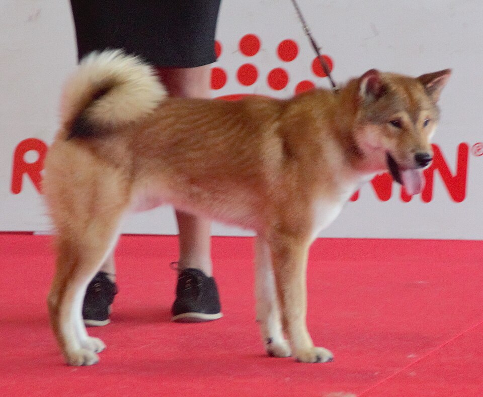 Shikoku Ken — photo de la race de chien originaire de Japon (5)