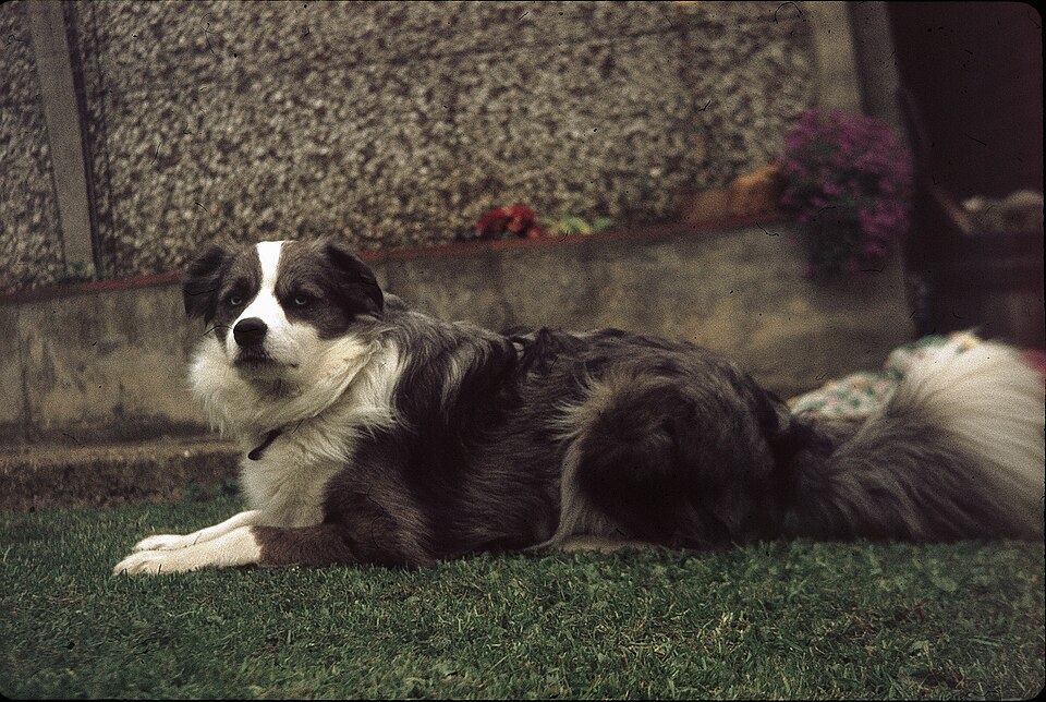 Border collie — photo de la race de chien originaire de Royaume-Uni (4)