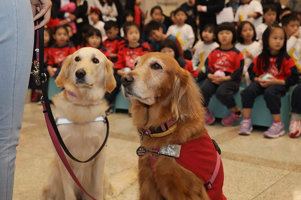Golden Retriever — photo de la race de chien originaire de Royaume-Uni (6)