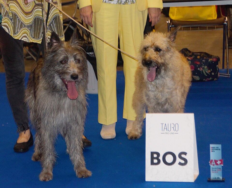 Bouvier des Ardennes — photo de la race de chien originaire de Belgique (4)