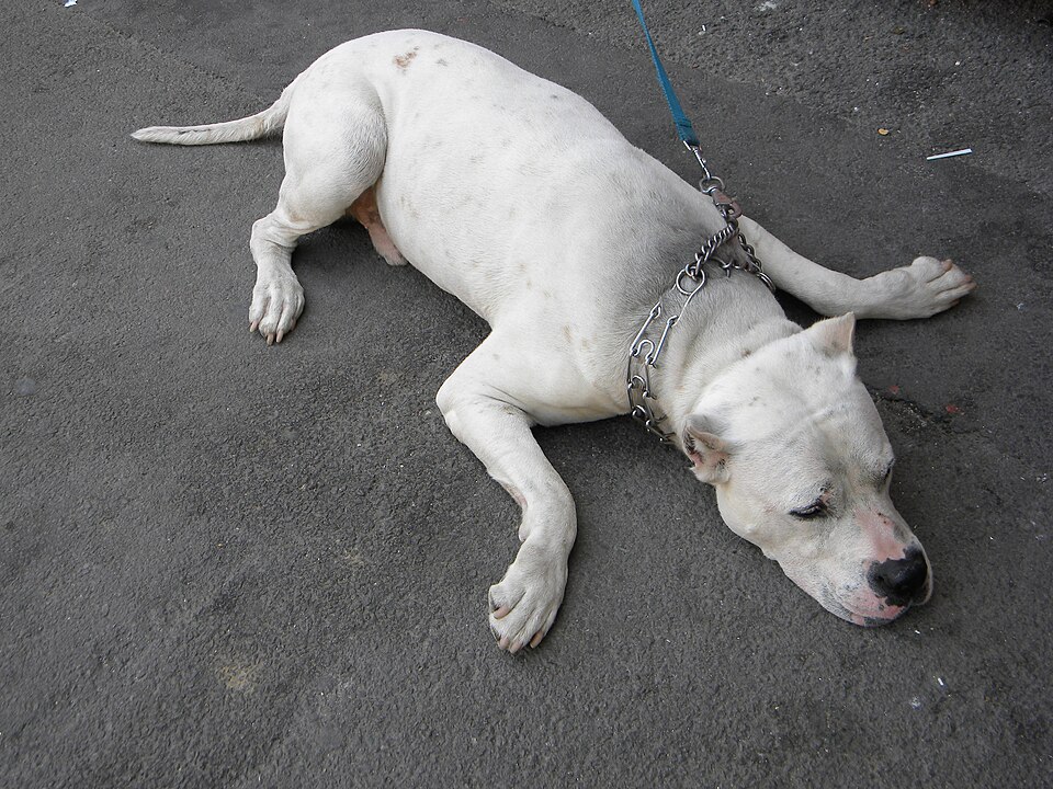 Dogue argentin — photo de la race de chien originaire de Argentine (5)
