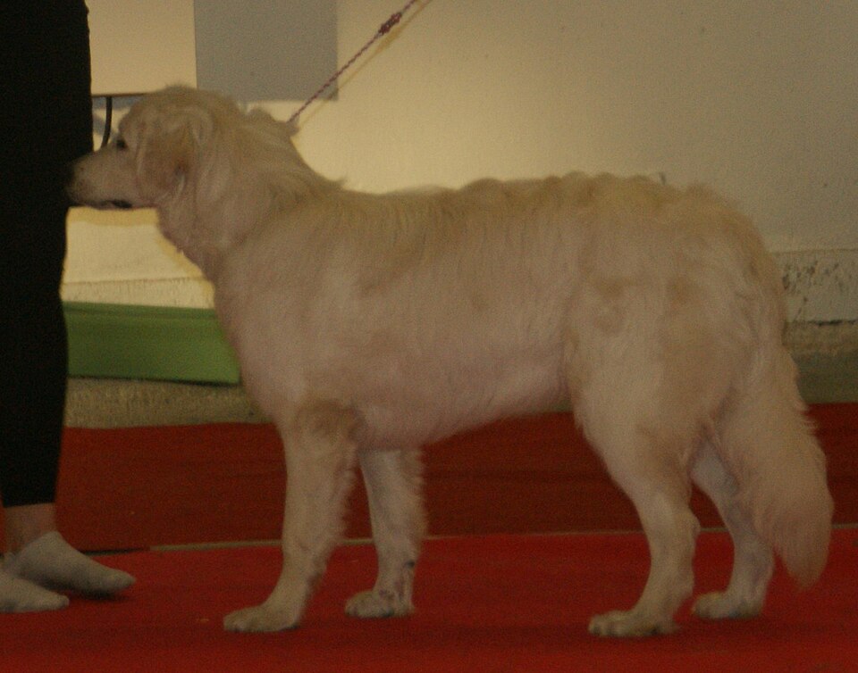 Slovensky cuvac — photo de la race de chien originaire de Tchécoslovaquie (3)