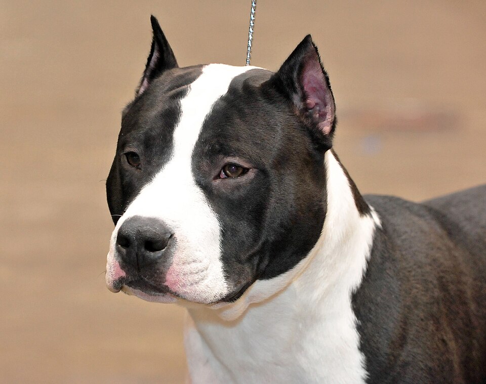 American staffordshire Terrier — photo de la race de chien originaire de États-Unis (3)