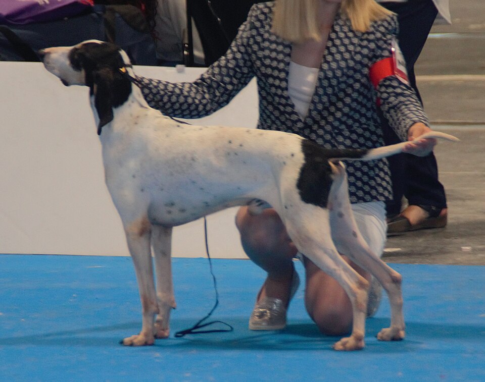 Ariégeois — photo de la race de chien originaire de France (4)