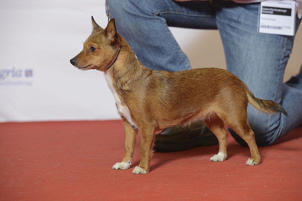 Podenco portugais — photo de la race de chien originaire de Portugal (4)