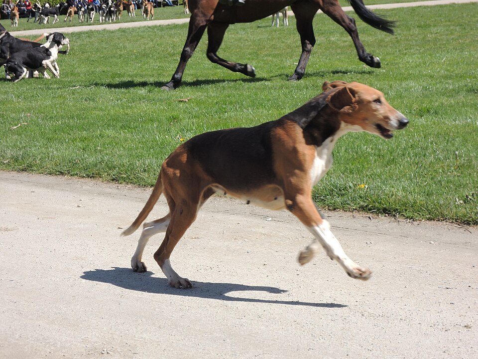 Français tricolore — photo de la race de chien originaire de France (1)