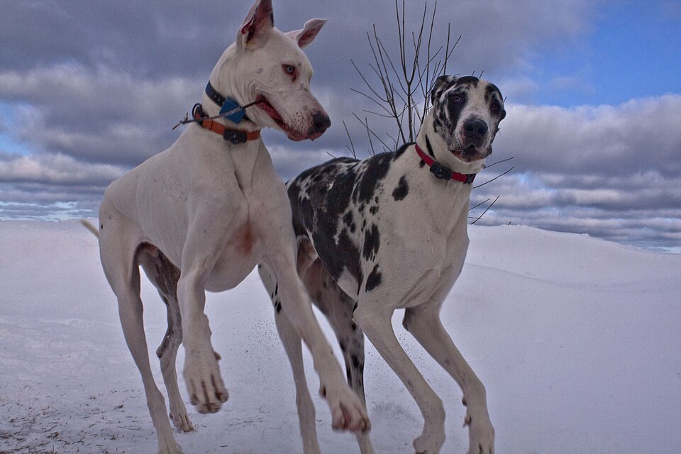 Dogue allemand — photo de la race de chien originaire de Allemagne (1)