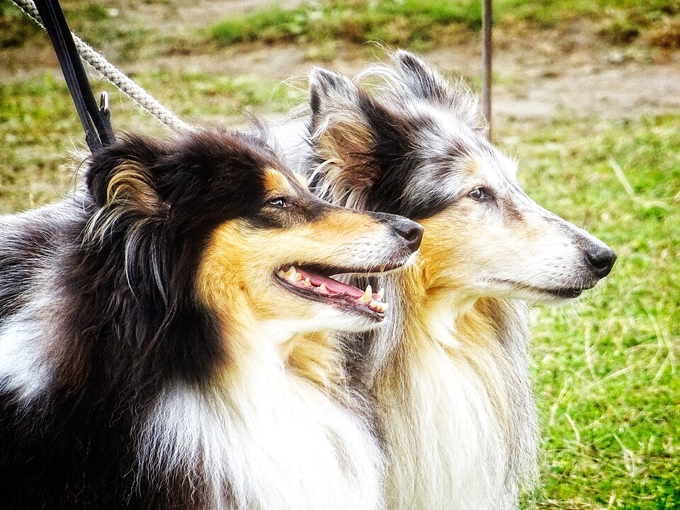 Colley à poil long – Collie rough — photo de la race de chien originaire de Royaume-Uni (4)