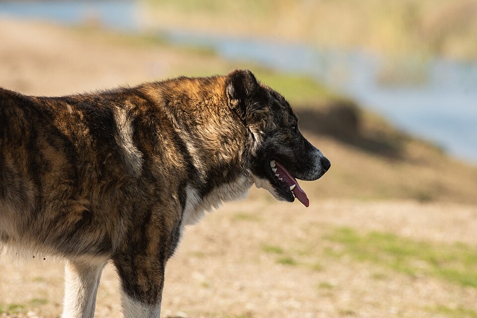 Berger d’Asie centrale — photo de la race de chien originaire de Asie centrale soviétique (4)