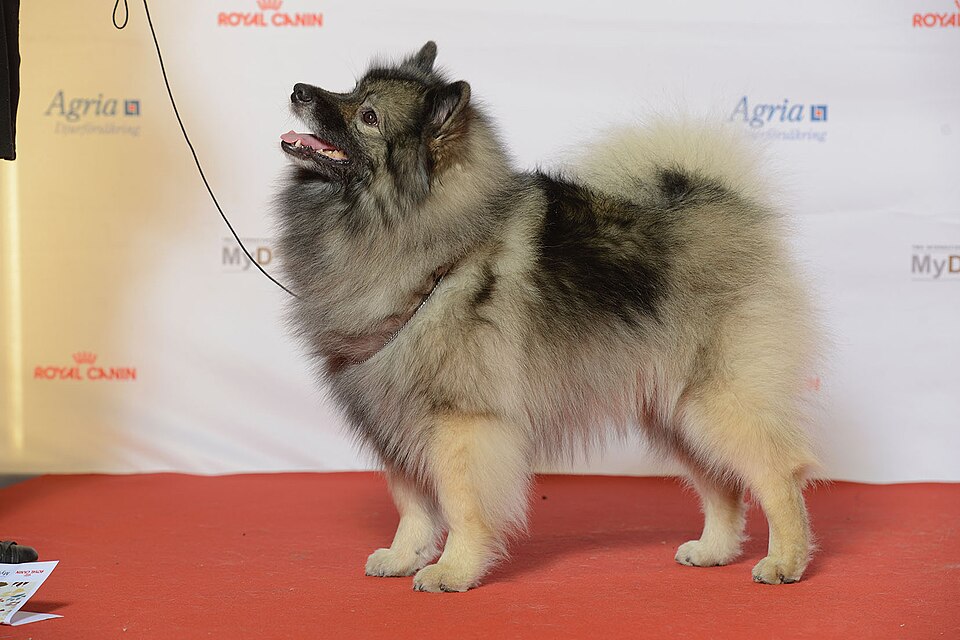 Spitz-loup — photo de la race de chien originaire de Pays-Bas (3)