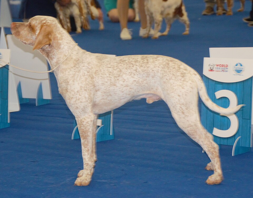 Braque du Bourbonnais — photo de la race de chien originaire de France (5)