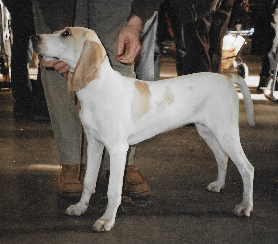 Porcelaine — photo de la race de chien originaire de France (3)