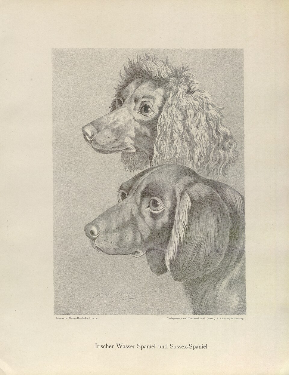 Sussex Spaniel — photo de la race de chien originaire de Angleterre (5)