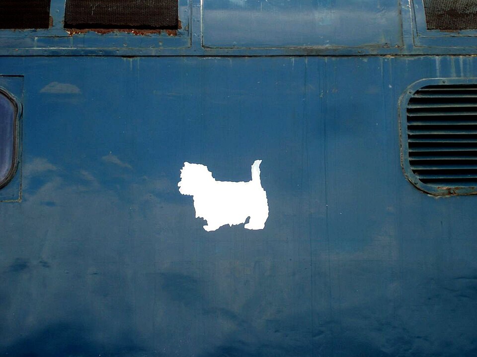 Westie — photo de la race de chien originaire de Écosse (3)