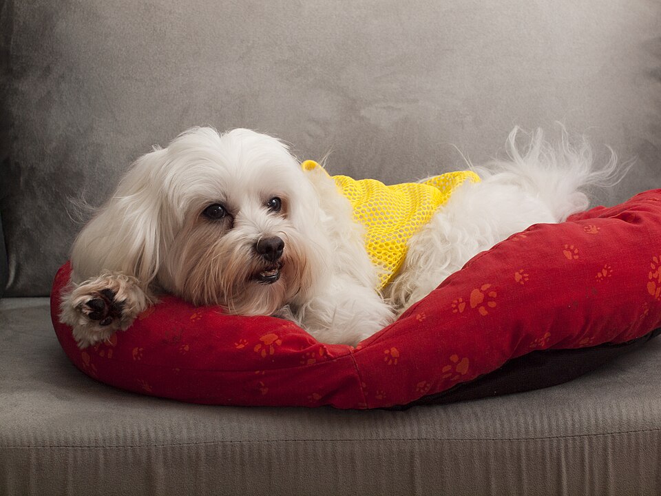 Bichon maltais — photo de la race de chien originaire de Malte Malte (4)