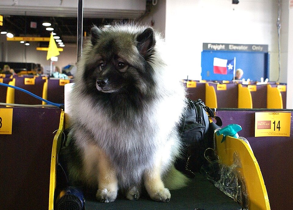 Spitz-loup — photo de la race de chien originaire de Pays-Bas (2)