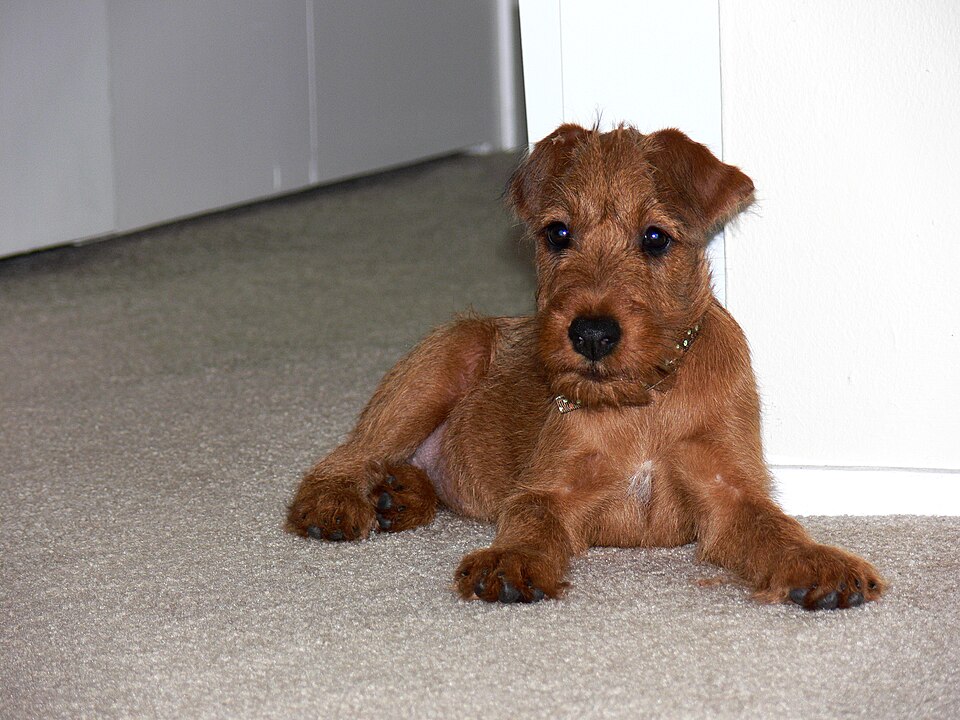 Terrier Irlandais — photo de la race de chien originaire de Irlande (1)