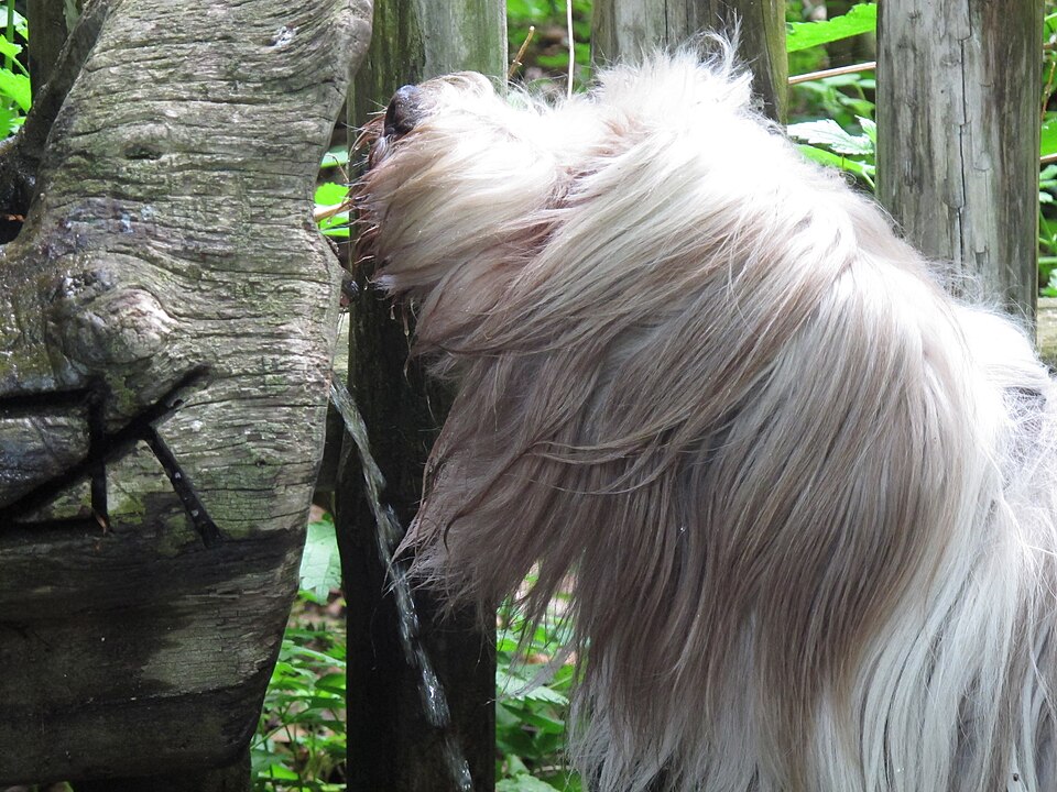 Bearded collie — photo de la race de chien originaire de Écosse (4)