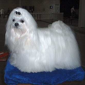 Bichon maltais