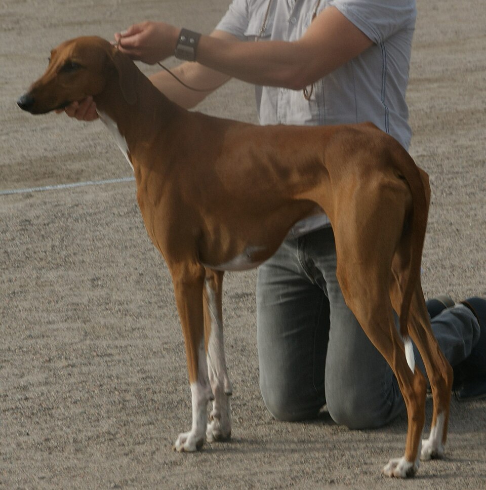 Azawakh — photo de la race de chien originaire de Mali (5)