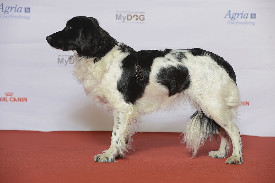 Stabyhoun — photo de la race de chien originaire de Pays-Bas (3)