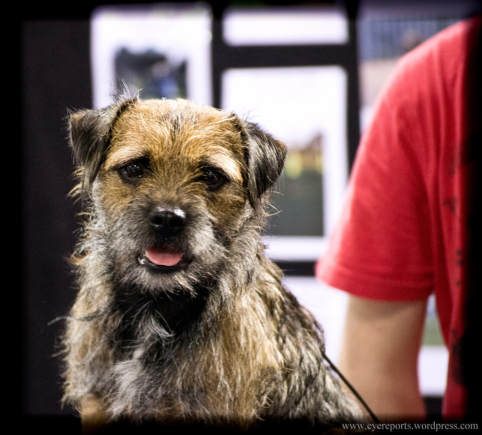 Border terrier — photo de la race de chien originaire de Royaume-Uni (6)