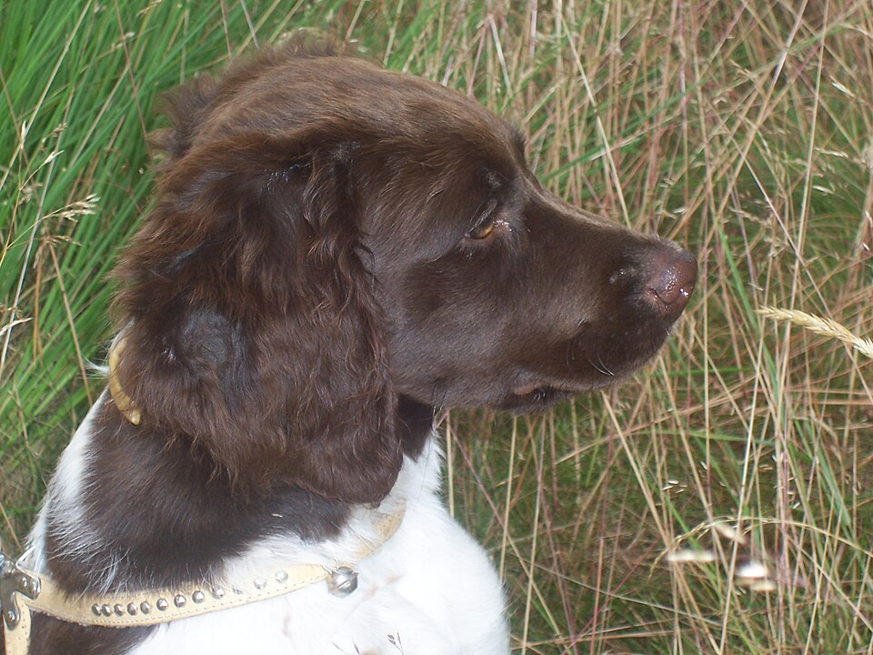 Petit Münsterländer — photo de la race de chien originaire de Allemagne (3)